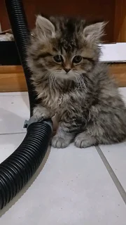 Persian Kittens
