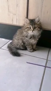 Persian Kittens