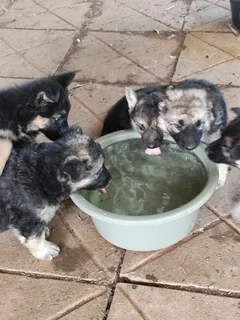 German shepherd puppies