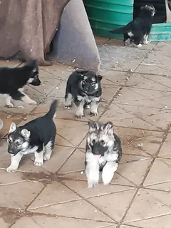 German shepherd puppies