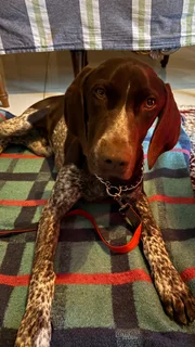 Shorthaired german pointer 10months old