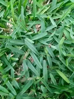 ***100% Weed Free Kikuyu**lm Berea**buffalo**compost Available In Stock***