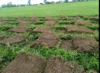 ***100%WEED FREE KIKUYU**LM BEREA**BUFFALO &amp; COMPOST IN STOCK***