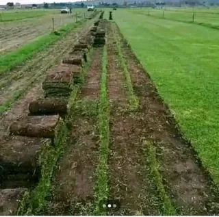 ***100%WEED FREE KIKUYU**LM BEREA**BUFFALO &amp; COMPOST IN STOCK***