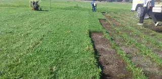 ***100%WEED FREE KIKUYU**LM BEREA**BUFFALO &amp; COMPOST IN STOCK***