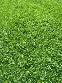 ***100%WEED FREE KIKUYU**LM BEREA**BUFFALO &amp; COMPOST IN STOCK***