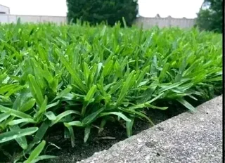 ***100%WEED FREE KIKUYU**LM BEREA**BUFFALO &amp; COMPOST IN STOCK***