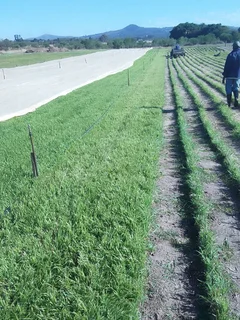 ***100%weed Free Kikuyu**lm Berea**buffalo**compost Available In Stock***