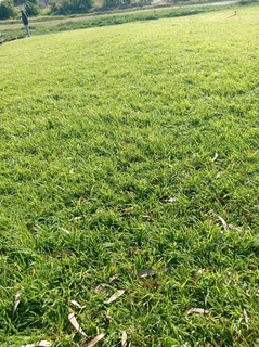 ***100%WEED FREE KIKUYU**LM BEREA**BUFFALO**COMPOST AVAILABLE IN STOCK***