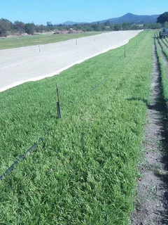 ***100%weed Free Kikuyu**lm Berea**buffalo &compost Available Instock***