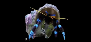 Blue leg hermit crab