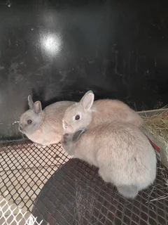 Dwarf bunnies