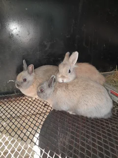 Dwarf bunnies