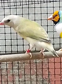 Gouldians for sale