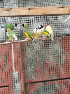 Gouldians R500 per pair