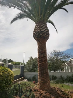 Savemore tree felling.