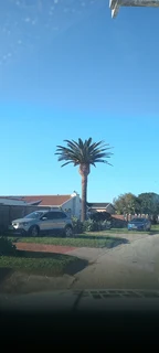 Savemore tree felling.