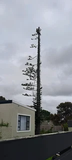 Savemore tree felling.