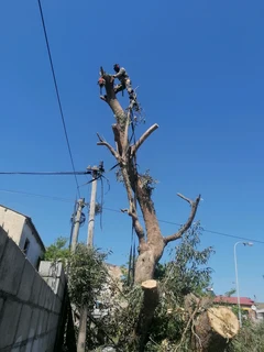 Savemore tree felling.