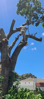 Savemore tree felling.