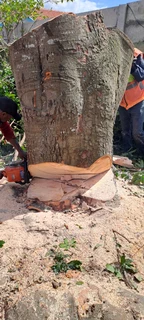 Savemore tree felling.