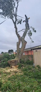 Savemore tree felling.