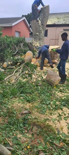 Savemore tree felling.