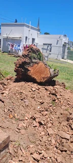 Savemore tree felling.