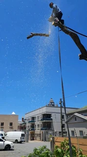 Savemore tree felling