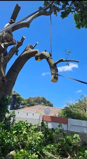 Savemore tree felling