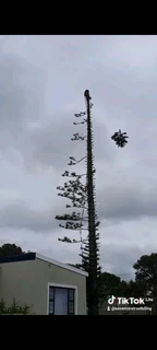 Savemore tree felling