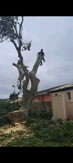 Savemore tree felling