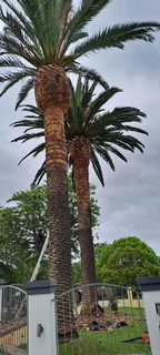 Savemore tree felling