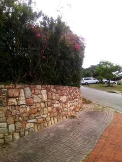 Savemore tree felling