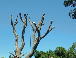 Savemore tree felling