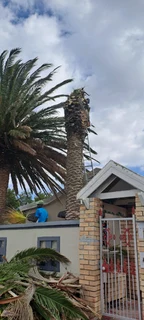 Savemore tree felling