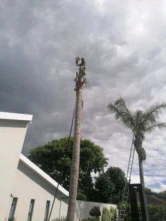 Savemore tree felling