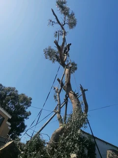 Savemore tree felling