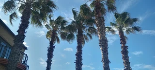 Savemore tree felling