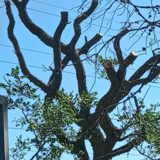 Savemore tree felling