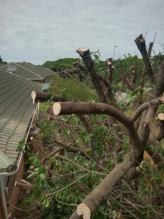 Savemore tree felling