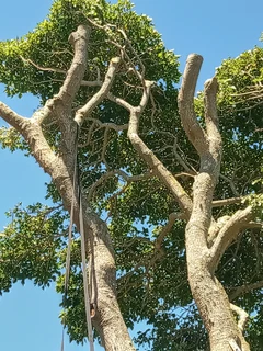 Savemore tree felling