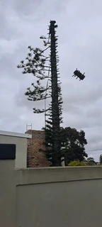 Savemore tree felling