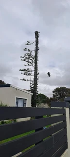 Savemore tree felling