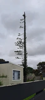 Savemore tree felling