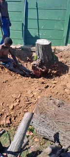 Savemore tree felling