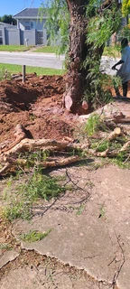 Savemore tree felling