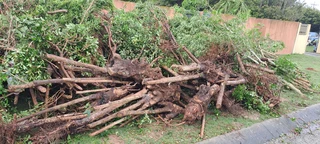 Savemore tree felling