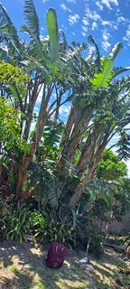 Savemore tree felling