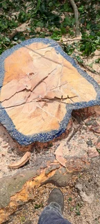 Savemore tree felling